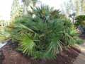 Chamaerops humilis