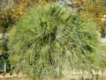 Chamaerops humilis
