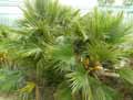 Chamaerops humilis
