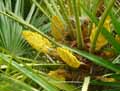 Chamaerops humilis