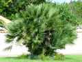 Chamaerops humilis