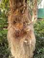 Coccothrinax critina