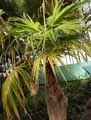 Arecaceae-Coccothrinax-critina-Guano-barbudo.jpg