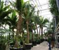 Arecaceae-Cocos-nucifera-Cocotier.jpg