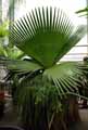 Arecaceae-Copernicia-macroglossa-Palmier-a-cire-Paume-Cubaine-de-jupon.jpg