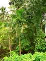 Arecaceae-Dypsis-sp.-Dypsis.jpg