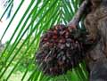 Elaeis guineensis