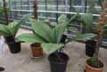 Johannesteijsmannia magnifica