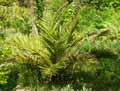 Jubaea chilensis