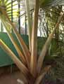 Latania lontaroides