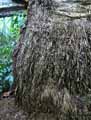 Phoenix canariensis