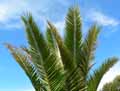 Phoenix canariensis