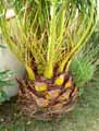Phoenix canariensis