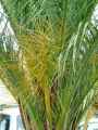 Phoenix canariensis