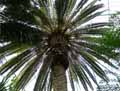 Phoenix canariensis