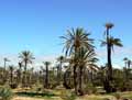 Phoenix dactylifera