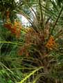Phoenix reclinata