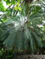 Phoenix roebelenii