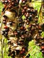 Raphia ruffia, Raphia farinifera