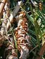 Raphia ruffia, Raphia farinifera