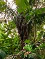Raphia ruffia, Raphia farinifera