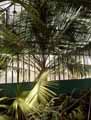 Ravenea rivularis