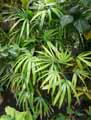 Rhapis excelsa