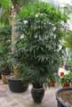 Rhapis excelsa