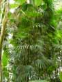 Rhapis humilis, Rhapis javanica