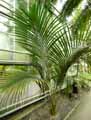 Rhopalostylis sapida