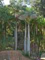 Roystonea regia