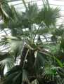 Sabal bermudana bailey