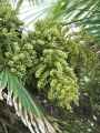 Trachycarpus fortunei, Chamaerops excelsa