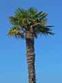 Trachycarpus fortunei, Chamaerops excelsa