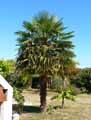 Trachycarpus fortunei, Chamaerops excelsa