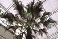 Washingtonia filifera, Brahea filamentosa, Pritchardia filifera, Sabal filifera