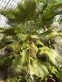 Washingtonia filifera, Brahea filamentosa, Pritchardia filifera, Sabal filifera