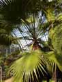 Washingtonia filifera, Brahea filamentosa, Pritchardia filifera, Sabal filifera