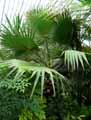 Washingtonia filifera, Brahea filamentosa, Pritchardia filifera, Sabal filifera