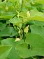 Aristolochia clematitis