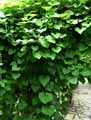 Aristolochia gigantea