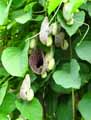 Aristolochia littoralis