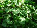 Asarum canadense