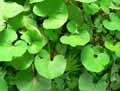 Asarum canadense