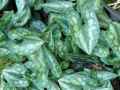 Asarum splendens