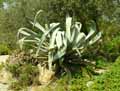 Agave americana