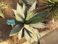 Agave applanata