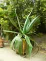 Agave atrovirens