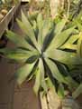 Agave attenuata