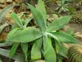 Agave attenuata